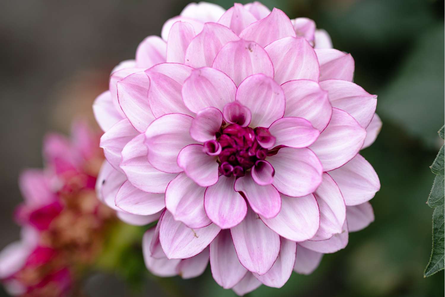 Daalia 'Creme de Cassis'